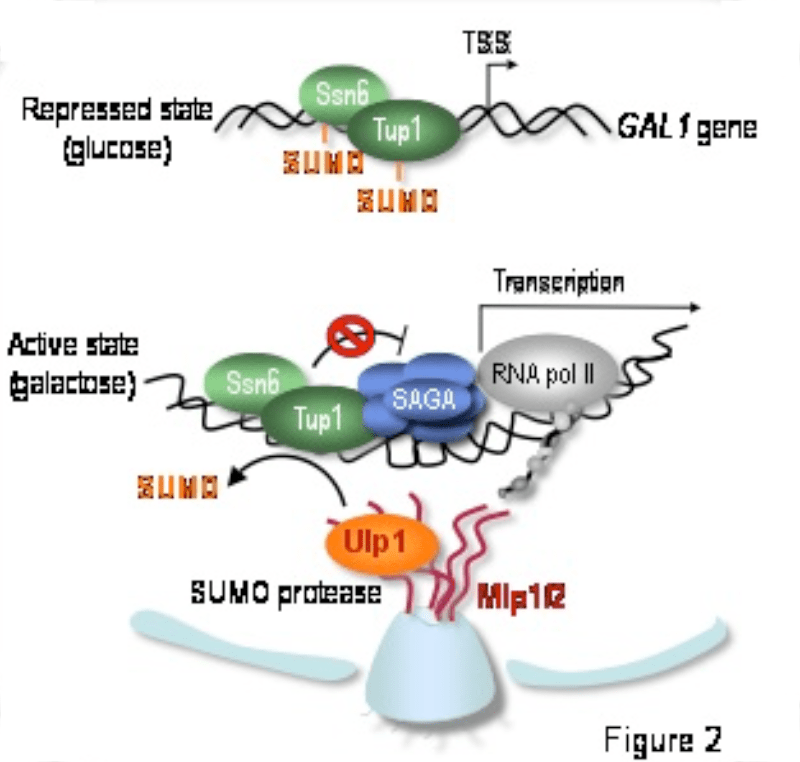 Tup1 (and Ssn6?) transcription repressors are sumoylated