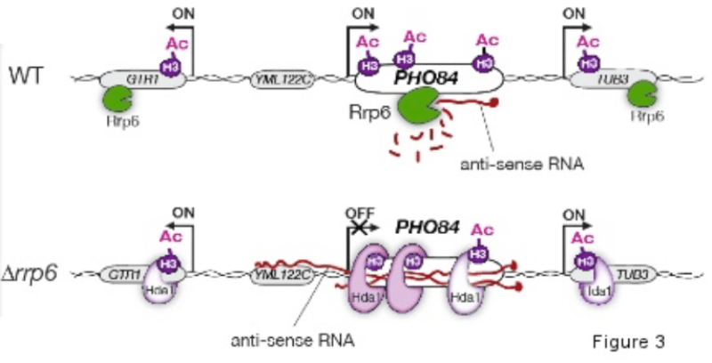 Antisense stabilization during aging or following loss of Rrp6 is accompanied by Hda1 recruitment and histone deacetylation at the PHO84 promoter