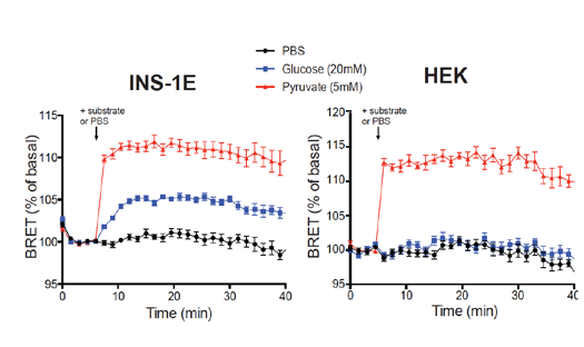 Figure 2b. BRET kinetics in either rat pancreatic β cells (INS-1E)